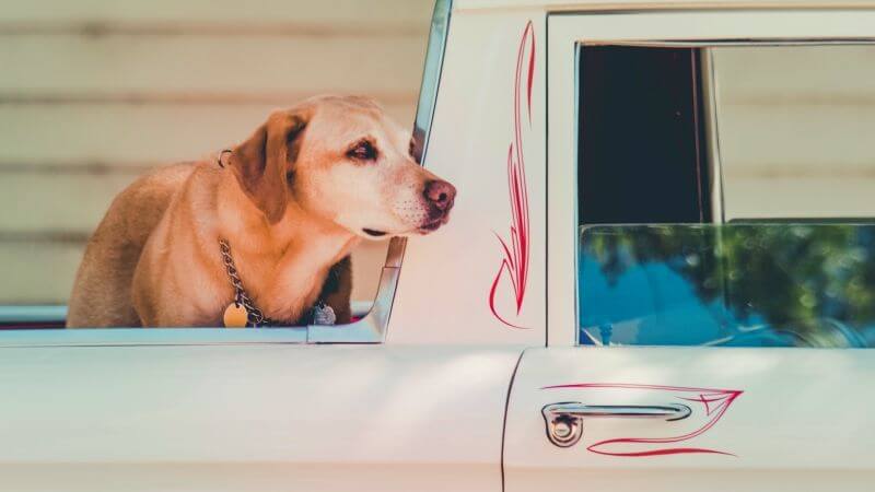 Sicherheit-Hund-im-Auto-Box-oder-Geschirr